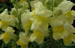 25 Carnation Chabaud Marie Chabaud Pale lemon double frilly flowers.