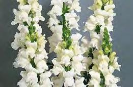 25 Snap Dragon Potomac Series This terrific new snapdragon series from
