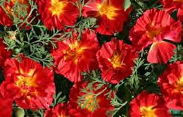 25 California Poppy Cherry Swirl Eschscholzia californica From English seed house Thompson and Morgan comes this terrific