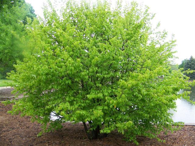 Village of Downers Grove Tree and Shrub Sale Thursday June 7, 2018 2:00 pm- 6:00 pm