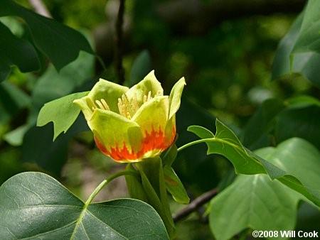w This tree blooms between May and June with tulip-like, yellow flowers with an