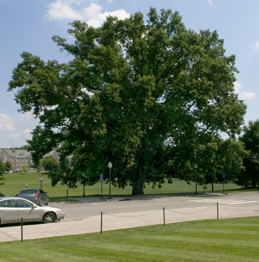 Tree Descriptions (cont d) Hill Oak (Quercus ellipsoidalis) 40-50 ft. h 40-50 ft.