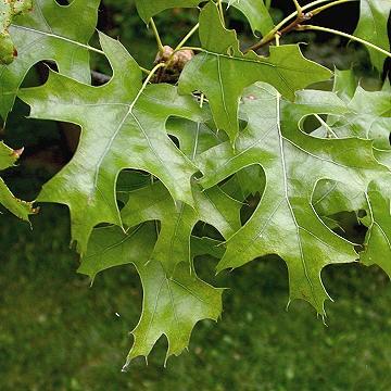 This oak can be used as a screen by leaving the lower branches.