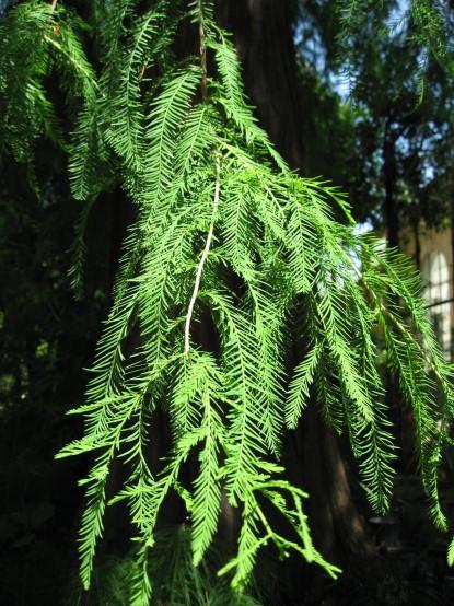 w Bald Cypress is one of only a few deciduous conifers