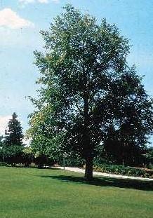 w The Linden, also known as basswood, has fragrant, white