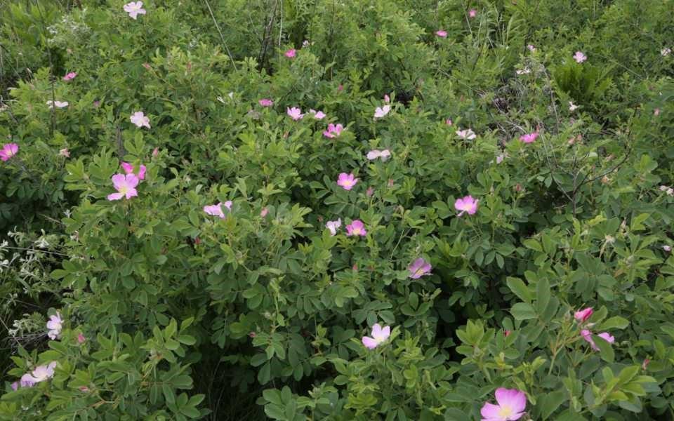 w This shrub prefers moist, well drained soil and full sun.
