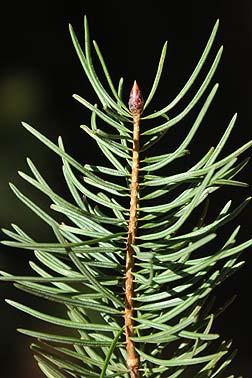 Bigcone Pinaceae Pseudotsuga macrocarpa TWIGS Slender,