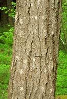 Bark is smooth and gray on young stems,