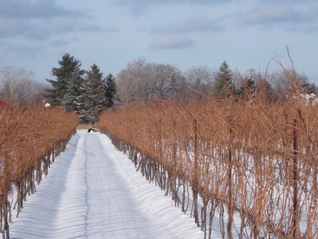 January 2010: Temperature and Ice Wine Hours