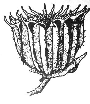 ceratium types (Celadine) (after Spjut 1994) Fumaria officinalis, Medieval Netherlands Papaver somniferum,iron Age