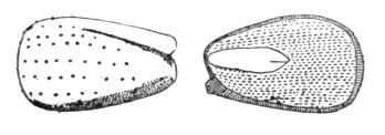Saxifraga (Saxifragaceae) seed. Myrtus (Myratceae) seed. Vitis seed, two different cross-sections. In the Rosids, as evidence in Myrtaceae, embryos tend to lengthen and curl.