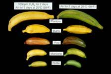 Respiration of Ripening Bananas Ethylene is used to control the ripening of most bananas Ripening Conditions for Bananas Fruit