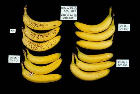 Extending the Yellow-life of Bananas General appearance and sugar spotting 1-MCP treatment was evaluated under commercial conditions at a major retailer. Quality was tracked over 7 days.