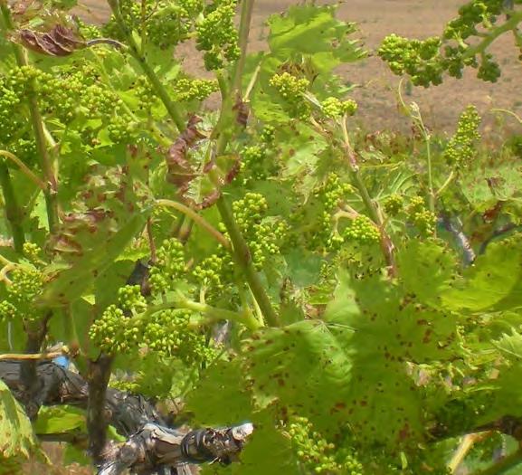 NO. 6 1 Vinews Viticulture Information News, Week of 13 June 2016 Columbia, MO Captan Warning As you transition from mancozeb containing products to Captan be aware of potential phytotoxicity.