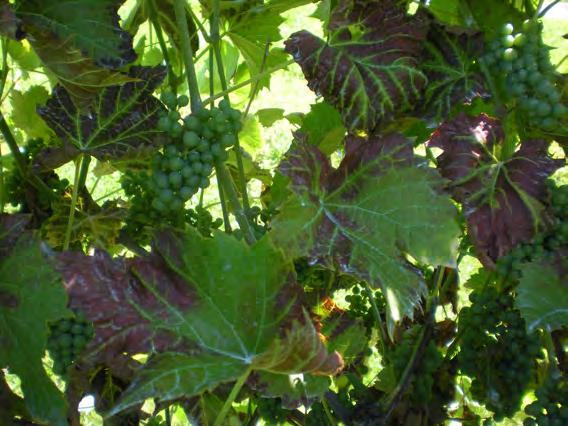 2 Sulfur Warning Some grape cultivars are sensitive to foliar sulfur application. Sulfur is often applied to manage powdery mildew. The following grape cultivars are sensitive to sulfur.
