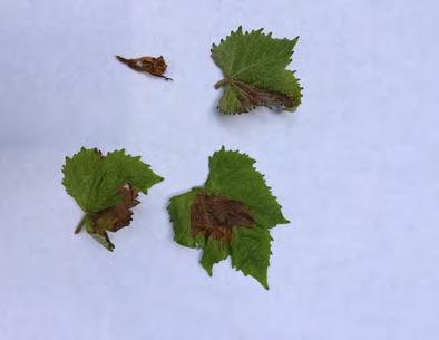 fruit rot sample from last year did not which suggests that a different Pestalotiopsis species may be involved. A B C Figure 5. Pestalotiopsis sp. leaf symptoms on Norton vines from Minnesota.