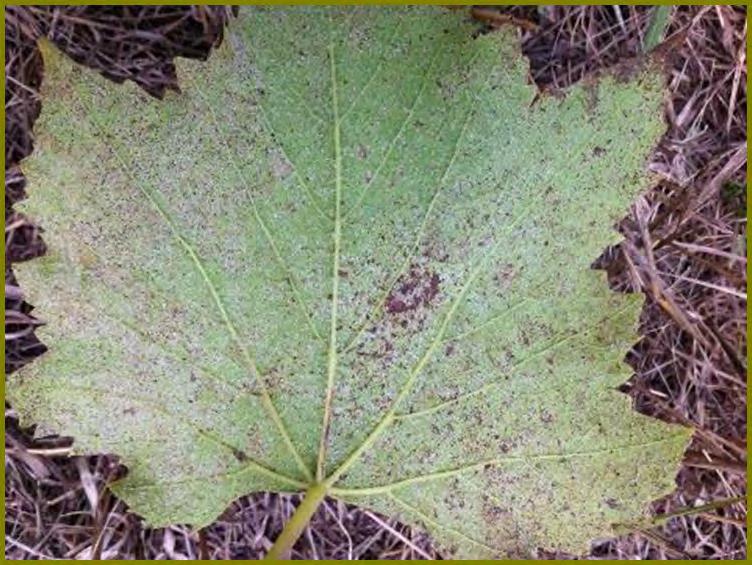 Downy mildew can take many forms and at times may appear more
