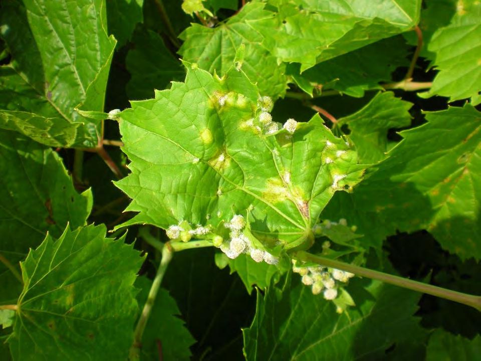 Downy mildew can cause infection only where stomata are present. Grape leaves only have stomata present on the bottom surface.