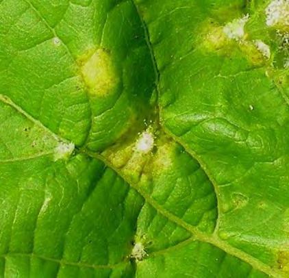 This presents another avenue for downy mildew to infect grapes as the galled leaves show below. 9 Downy Mildew There are a number of fungicide options to protect grapes from downy mildew.
