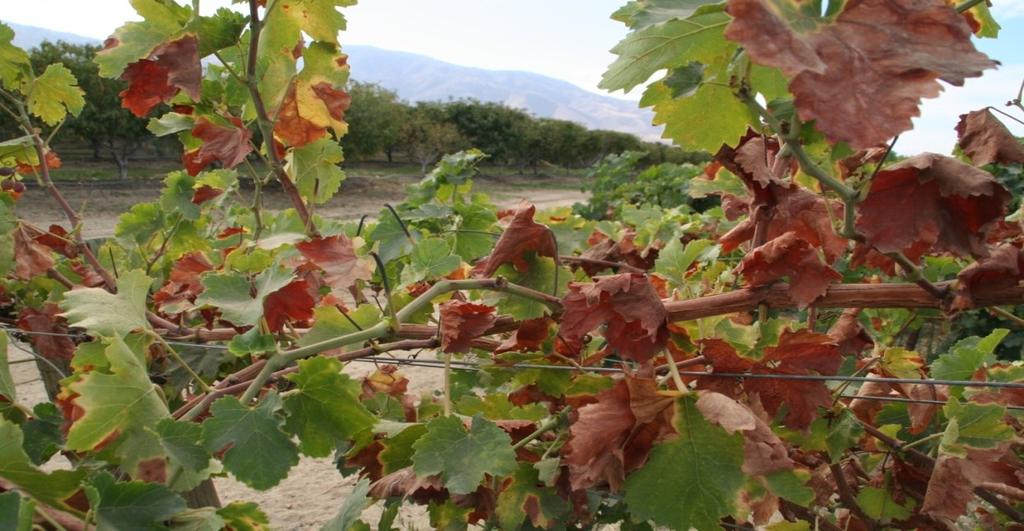 Currently, several organizations are trying to control PD and GWSS in southern California to prevent the spread of PD to other areas of grape production.