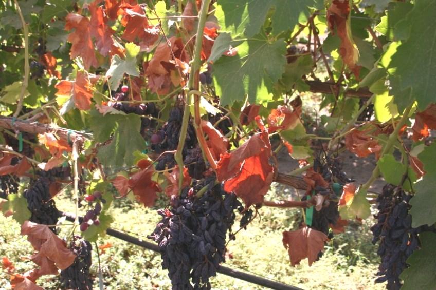 The first visual symptoms in an infected vine occur between 3 and 18 months after initial infection depending on time of year, vine age, and variety.