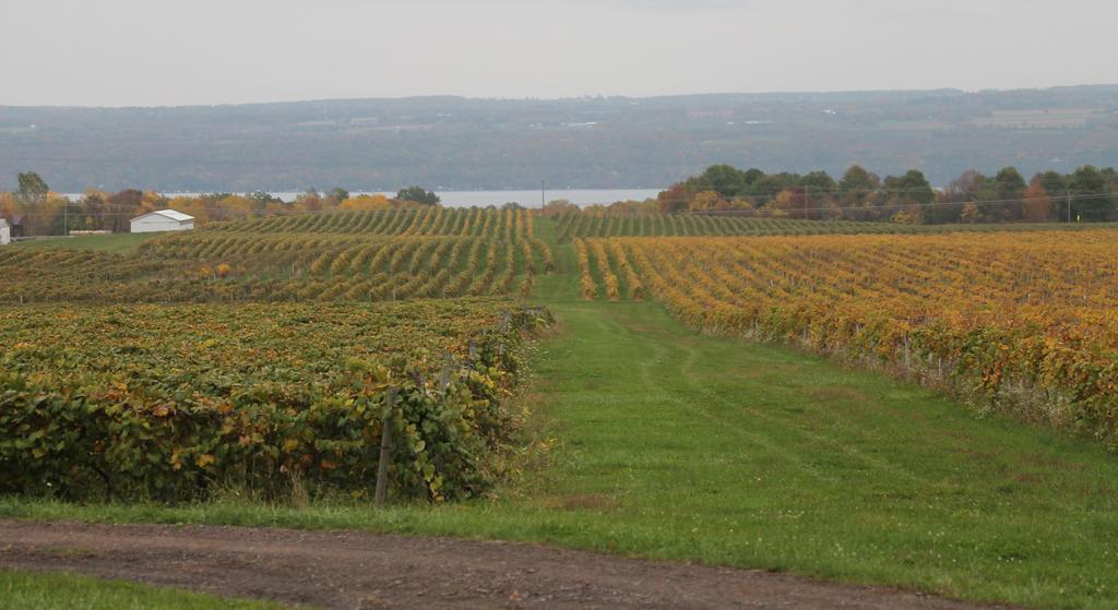 Sign of the Season Continued from p 2 Fall colors include Senescing grape leaves in this Niagara (r) and Concord (l) vineyard on West Seneca Lake.