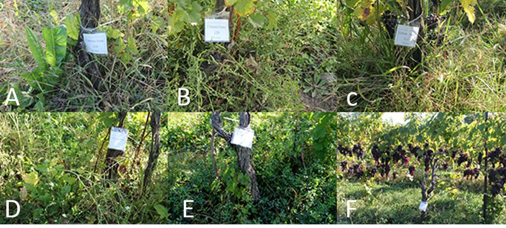 Justine Vanden Heuvel s graduate student Ming-Yi Chou, a native of Taiwan, harvested Riesling with different under-the-trellis vegetation (glyphosate, cultivation, native vegetation) from plots at