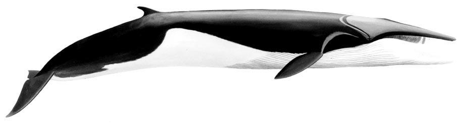 52 Marine Mammals of the World Balaenoptera physalus (Linnaeus, 1758) FAO Names: En - Fin whale; Fr - Rorqual commun; Sp - Rorcual común.