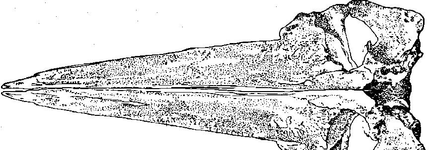 54 Marine Mammals of the World Balaenoptera borealis Lesson, 1828 FAO Names: En - Sei whale; Fr - Rorqual de Rudolphi; Sp - Rorcual del norte. BALAEN Bal 2 SIW Fig.