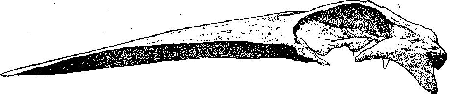 56 Marine Mammals of the World Balaenoptera edeni Anderson, 1878 BALAEN Bal 5 BRW FAO Names: En - Bryde s whale; Fr - Rorqual de Bryde; Sp - Rorcual tropical. Fig.
