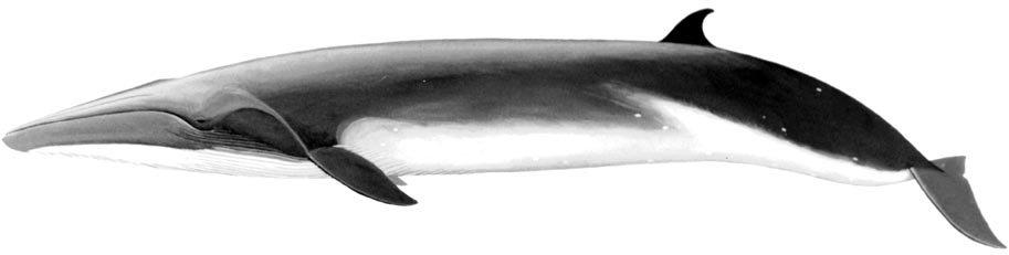 Now, however, whales of the 2 species can be, and are being, distinguished even at sea. Bryde s whales usually have 3 prominent ridges on the rostrum (other rorquals generally have only 1).