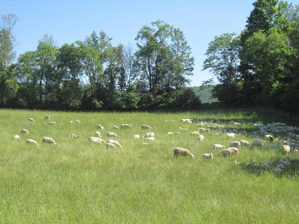The sheep flock is grazing a new piece of land that has been poorly taken care of over the years. This field is struggling to grow grass that is taller than a sheep.