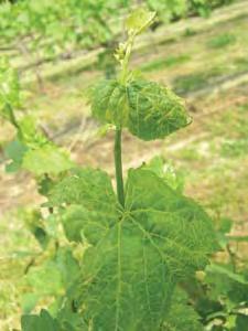 prominent on newly emerged young leaves. The vein-clearing symptom also appeared Figure 2. Vein-clearing symptoms on Charonel vines (June 2, 2009).