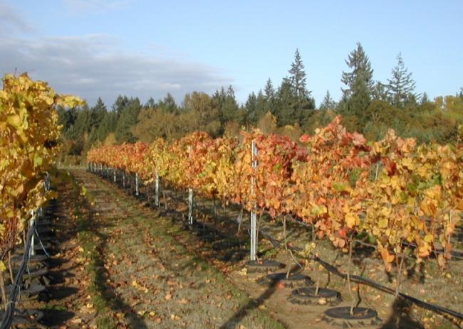 Nutrient uptake and use in young Pinot noir grapevines.