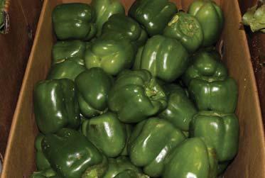 OG GREEN PEPPERS ALERT! Organic Green Peppers are in very limited supply out of Florida. Mexico is reporting limited supplies on large, x-large, and on choppers. Quality has been very good.