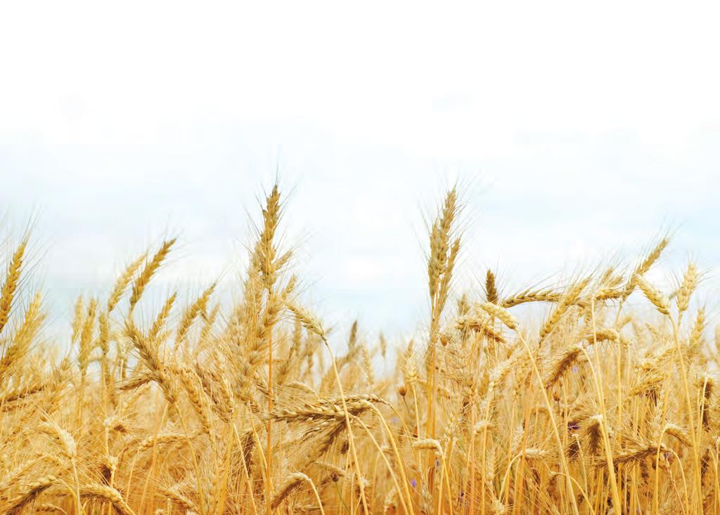 National Wheat Overview Wheat Major Classes The six major classes of U.S. wheat are Hard Red Winter, Hard Red Spring, Soft Red Winter, Soft White, Hard White and Durum.