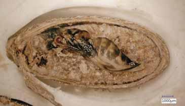 THE ANNONA SEED BORER, BEPHRATELLOIDES SPECIES Bephratelloides spp. develop strictly in Annona seeds (Figure 2).