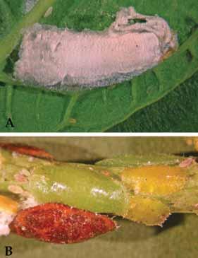 Figure 9. Gonodonta nutrix parasitized by a braconid wasp. Figure 7. A) The female of Philephedra tuberculosa scale infesting atemoya.