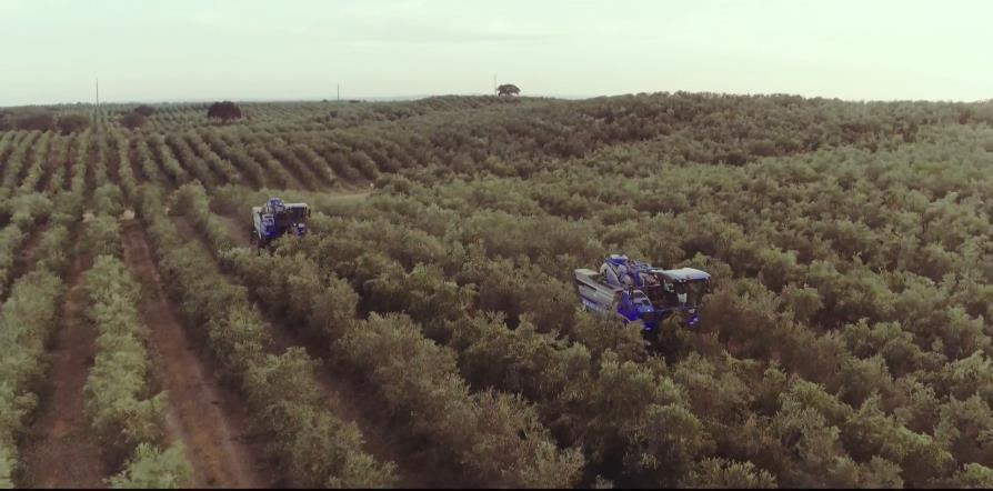 What drives the effectiveness of the SHD system is having a uniform tree structure throughout the olive grove so the harvesters can operate quickly and effectively.