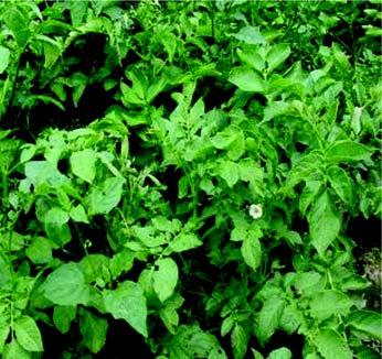 Winter Season vegetables Potato (Solanum tuberosum) Family : Solanaceae The potato plant is leafy, herbaceous and spreading type. The leaves are compound with 7-15 leaflets.