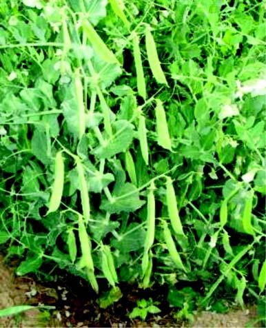 Garden pea (Pisum sativum) Family : Fabaceae Observe the plant. Garden pea plant may be dwarf or vining/ tall types. Broccoli Stem of pea plant is round and hollow covered with a waxy bloom.