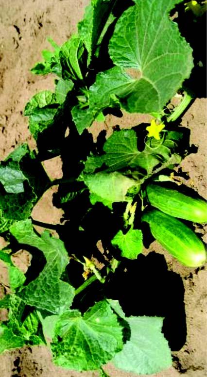 Cucumber plants along with its leaves are usually smaller than squash plants and the stems are not as thick as squash plant.