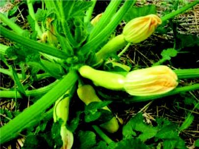 The leaves are circular in overall shape with smooth margins, a Bottle gourd few of them may have broad lobes or undulating margins.