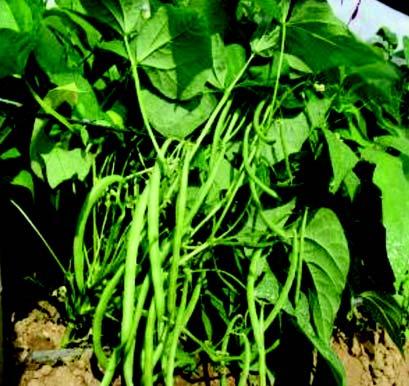 French bean (Phaseolus vulgaris) Family : Fabaceae Observe the plant of the French bean. It is erect or twine annual herb. Look at the leaves of the plant. The leaves are trifoliate, compound.