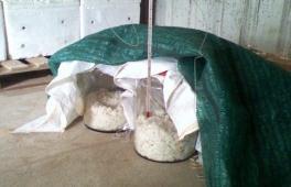 2) Fermented rice in ambient temperature (AT): ambient temperature was a place with free air flow with a roof but no walls 3) Fermented rice in ambient temperature with plastic bag-covered pot