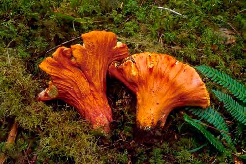 Beginner Mushrooms of the