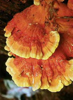 Mushroom Russula brevipes
