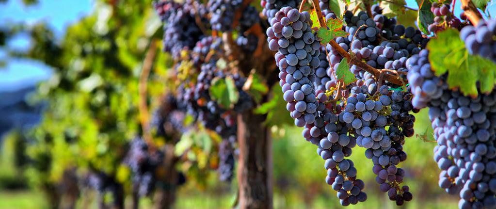 9 Ciatti Global Wine & Grape Brokers 1101