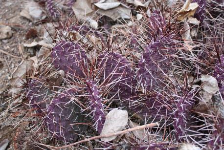Opuntia polyacantha Purple Desert #OPP23 This is a