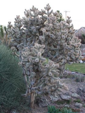 Zone 5. CYLINDROPUNTIA (Chollas) Cylindropuntia echinocarpa var echinocarpa #CYEE01 Heavily branching plant which can reach 5' to 6' tall. Yellow flowers.
